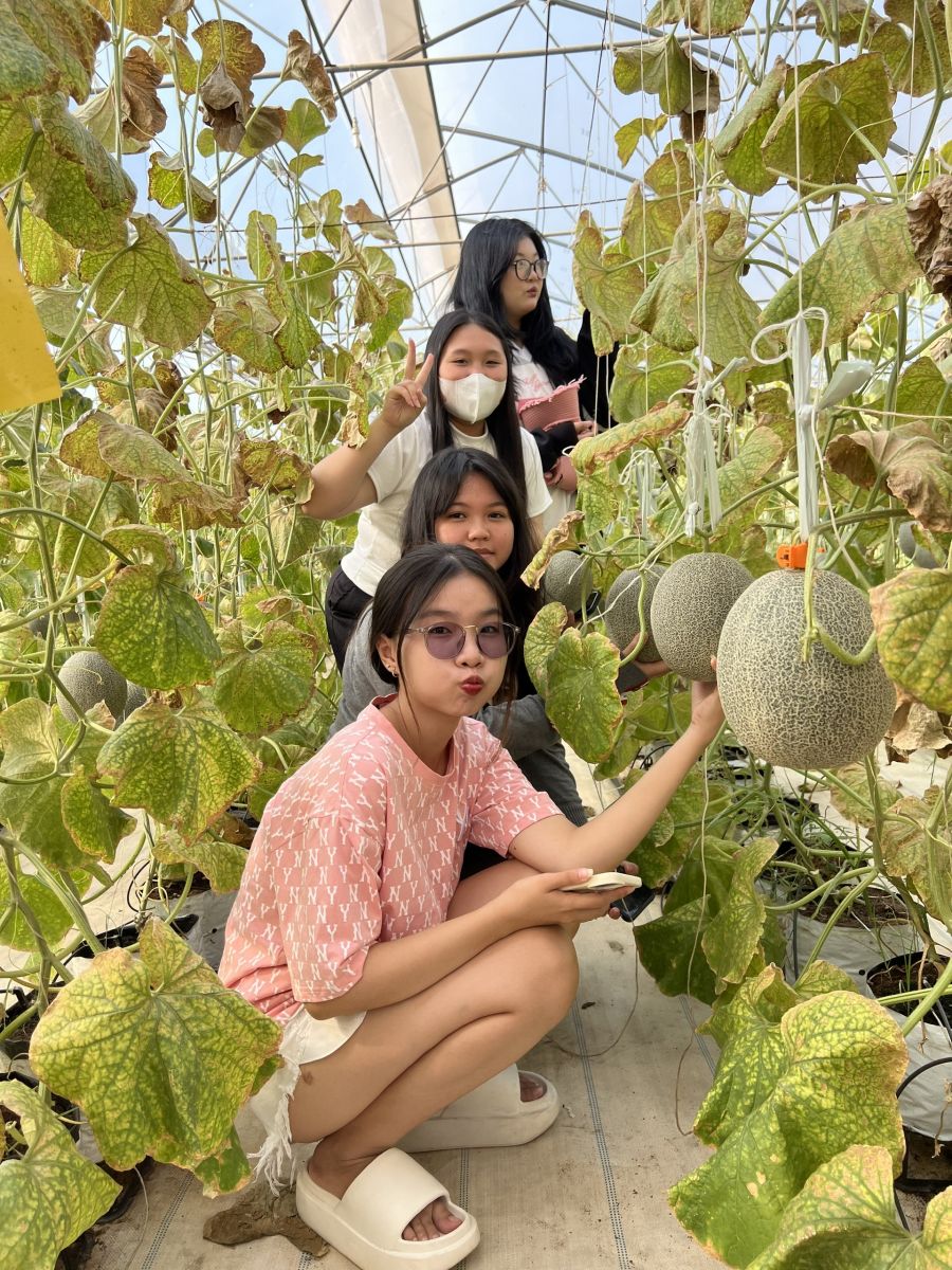 Học sinh tham quan và check in vườn Dưa Lưới tại Bình An Farm