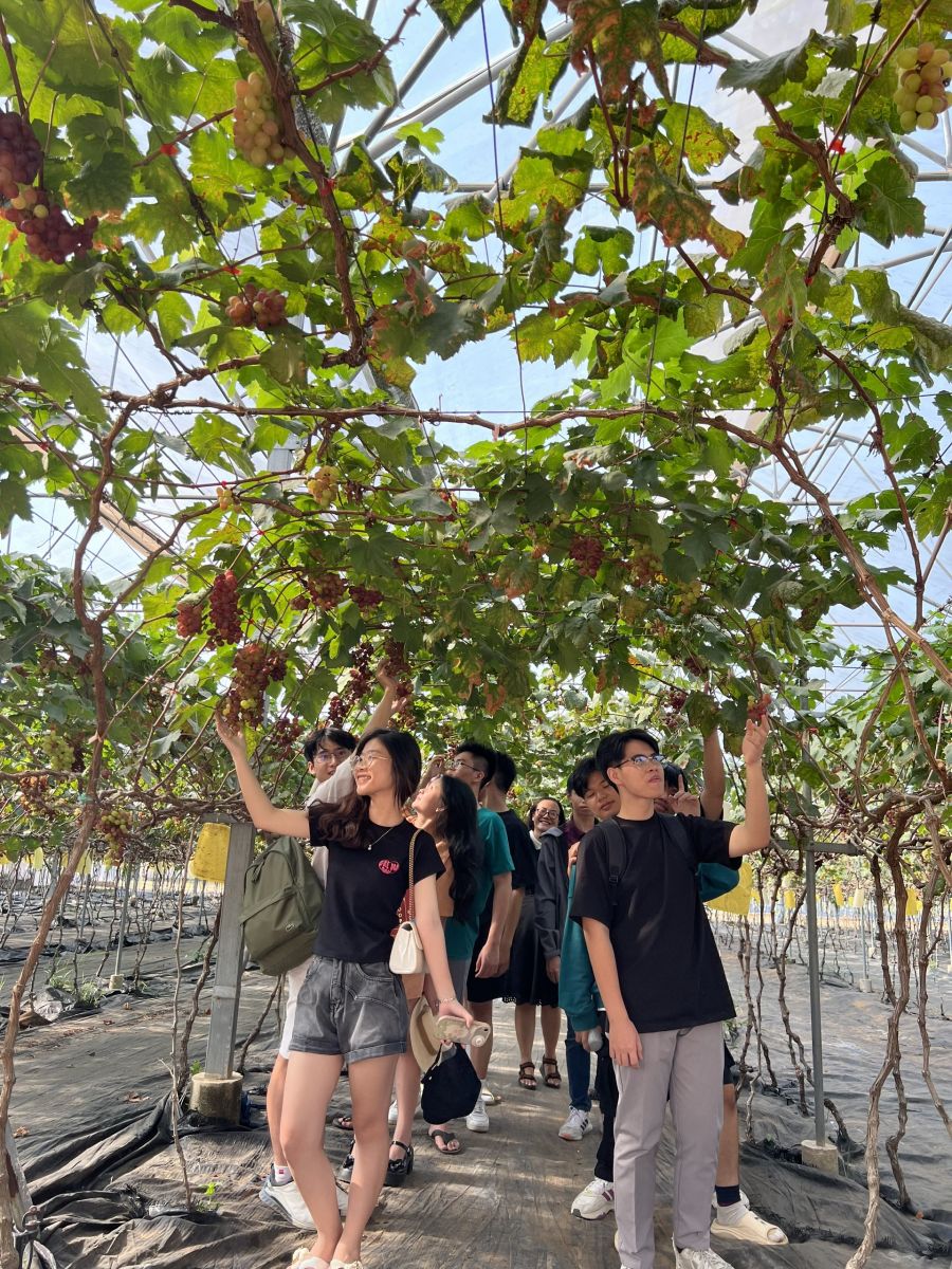 Học sinh tham quan và check in vườn Nho tại Bình An Farm