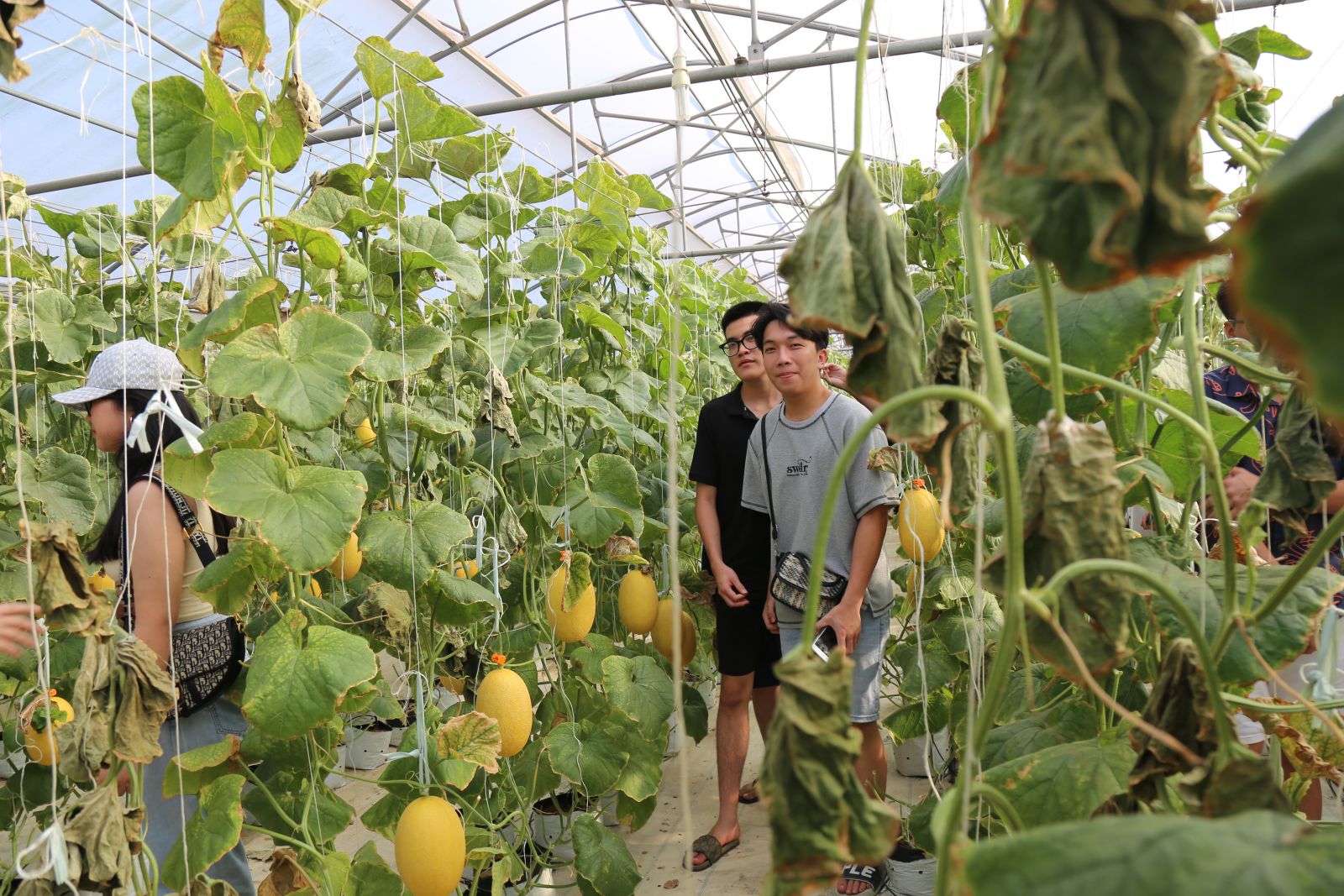 Học sinh tham quan và check in vườn Dưa Lưới tại Bình An Farm