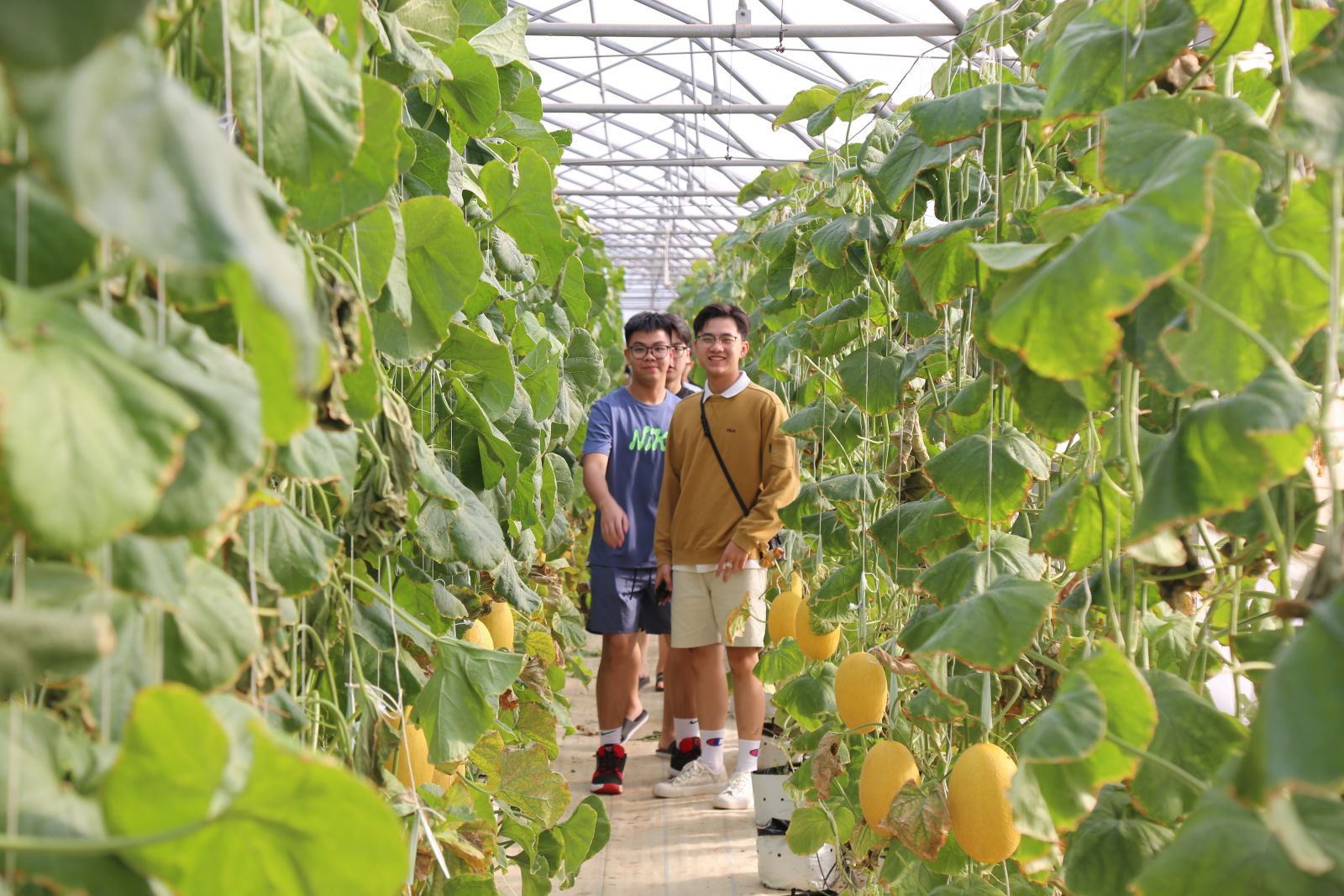 Học sinh tham quan và check in vườn Dưa Lưới tại Bình An Farm