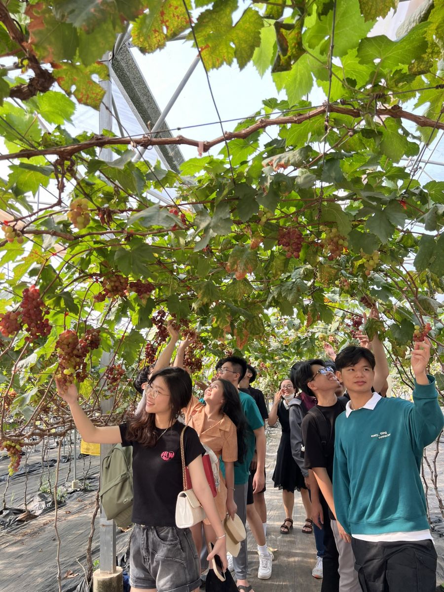 Học sinh tham quan và check in vườn Nho tại Bình An Farm